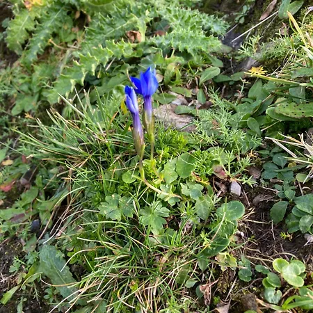 Apartment Alpenrose Komfortable Ferienresidenz